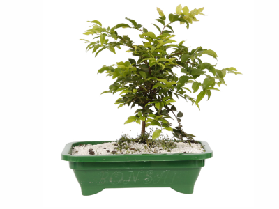 BONSAI - 400X300